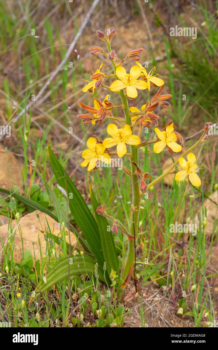 Yellow flower of a Wachendorfia sp. seen in natural habitat close to Tulbagh in the Western Cape of South Africa Stock Photo
