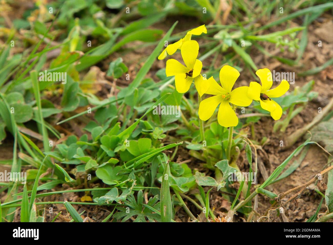 Yellow flowering Oxalis sp. in natural habitat near Ceres in the Western Cape of South Africa Stock Photo