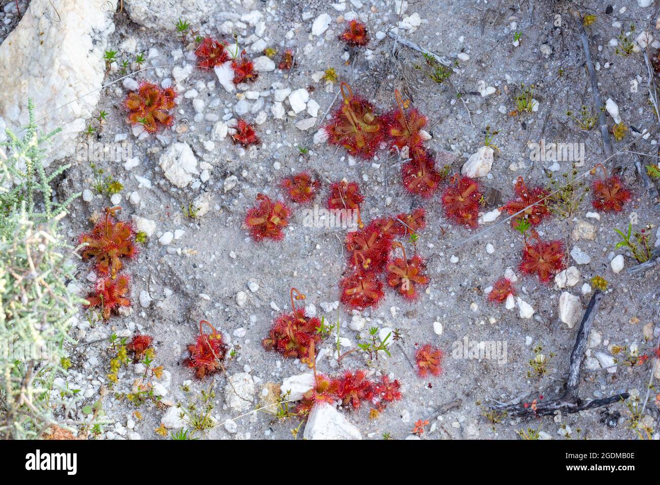 Some red rosettes of the carnivorous plant Drosera trinervia seen near Tulbagh in the Western Cape of South Africa Stock Photo