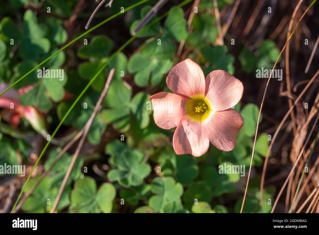 Close-up of a pink flowered Oxalis taken in habitat near Tulbagh in the Western Cape of South Africa Stock Photo