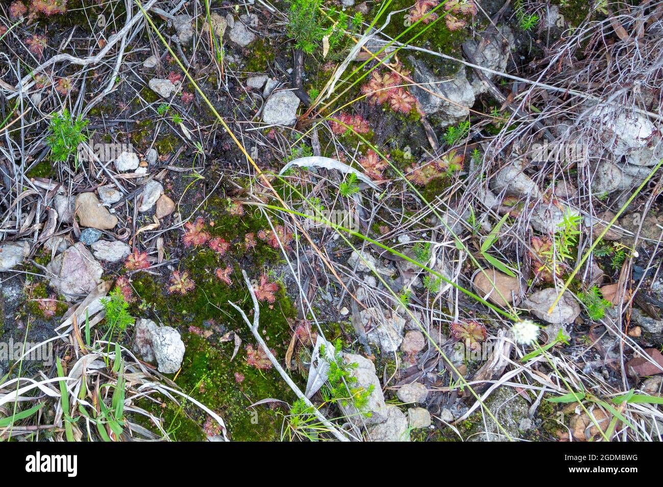 Group of Drosera trineriva taken in natural habitat close to Tulbagh in the Western Cape of South Africa Stock Photo