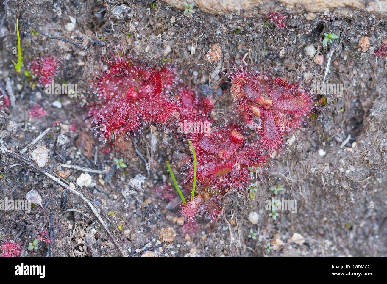 Group of the Sundew Drosera trinervia taken in natural habitat close to tulbagh in the Western Cape Stock Photo