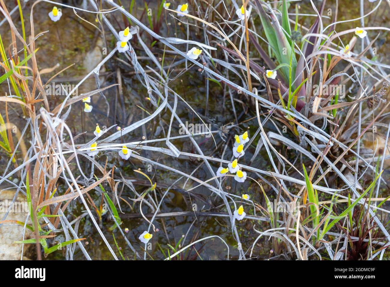 Some flowers of the Bladderwort Utricularia bisquamata, a carnivorous plant, seen in natural habitat near Tulbagh in the Western Cape of South Africa Stock Photo