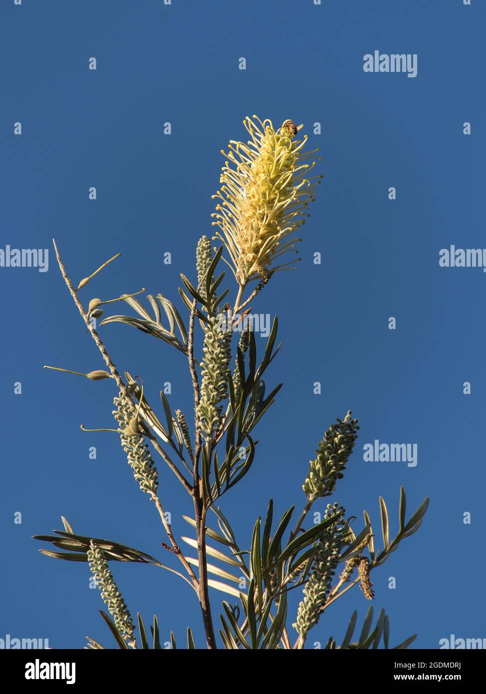 Creamy-white flower-head of Grevillea 'Moonlight' , with buds and foliage, in clear blue sky. Garden, winter, Queensland, Australia. Copy space. Stock Photo