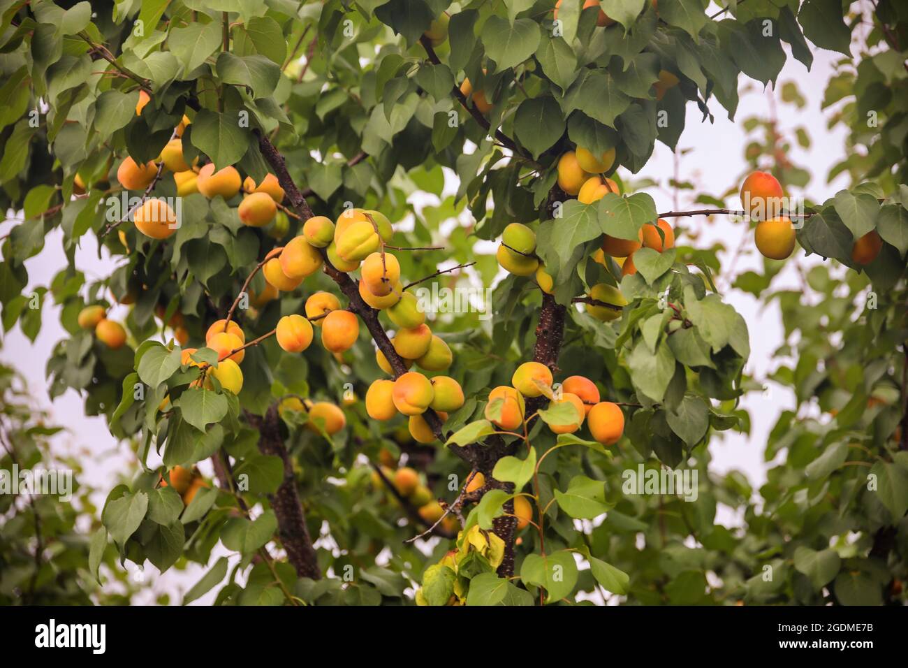Sweet apricots fruits growing on a peach tree branch Stock Photo