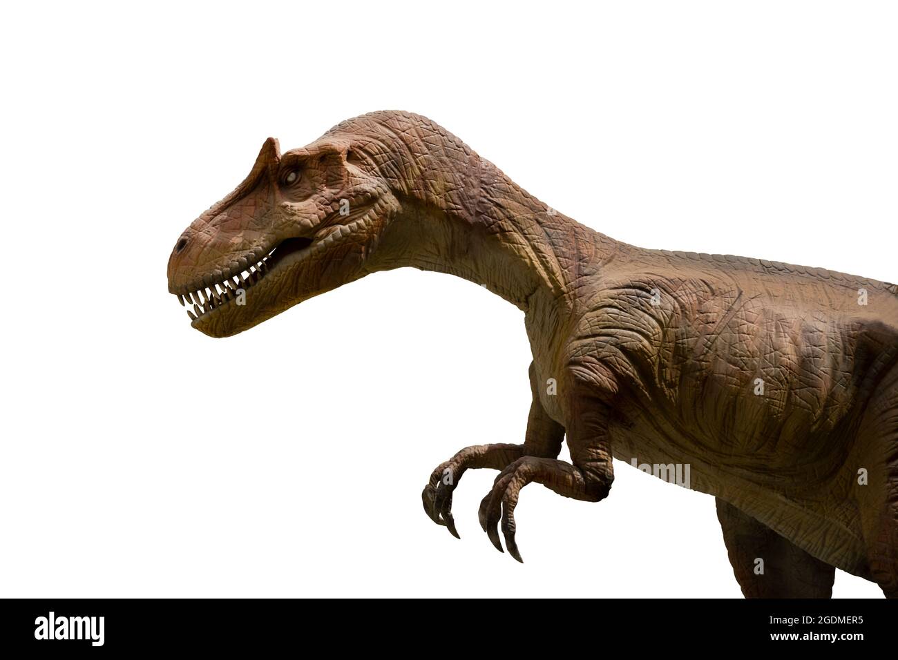 Allosaurus Isolated On White Background. Allosaurus Is A Carnivore Dinosuar lived in jurassic era Stock Photo