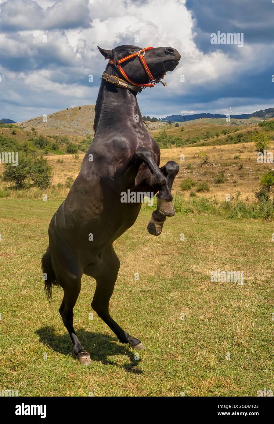 horse standing on its hind legs at the meadows Stock Photo - Alamy
