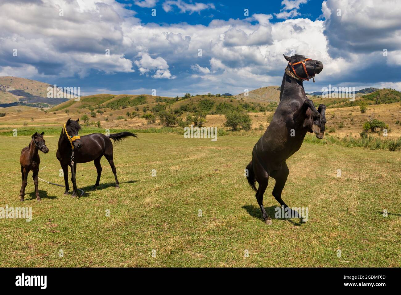 Horse standing on hind legs hires stock photography and images Alamy