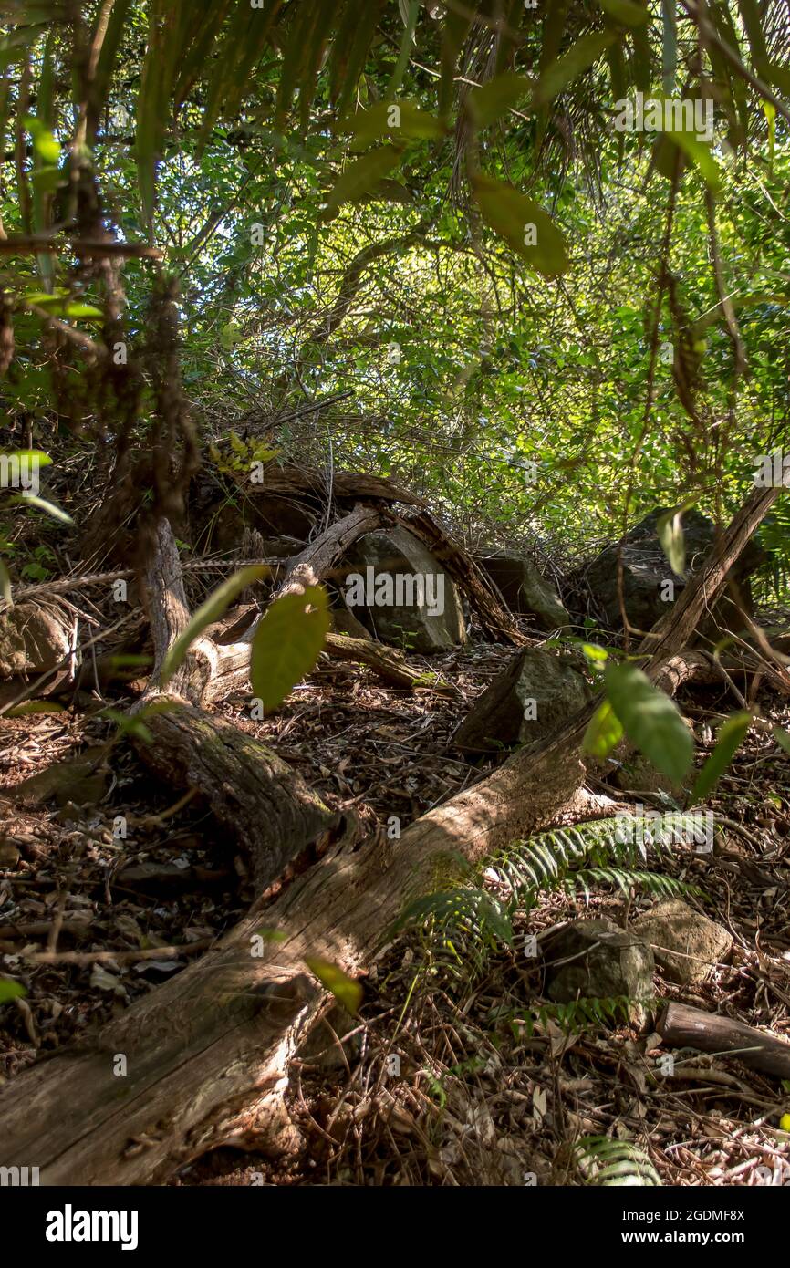 Dense, green understorey of lowland Subtropical rainforest fallen trees and mixed forest floor. Dull winter's day, Tamborine Mountain, Australia Stock Photo