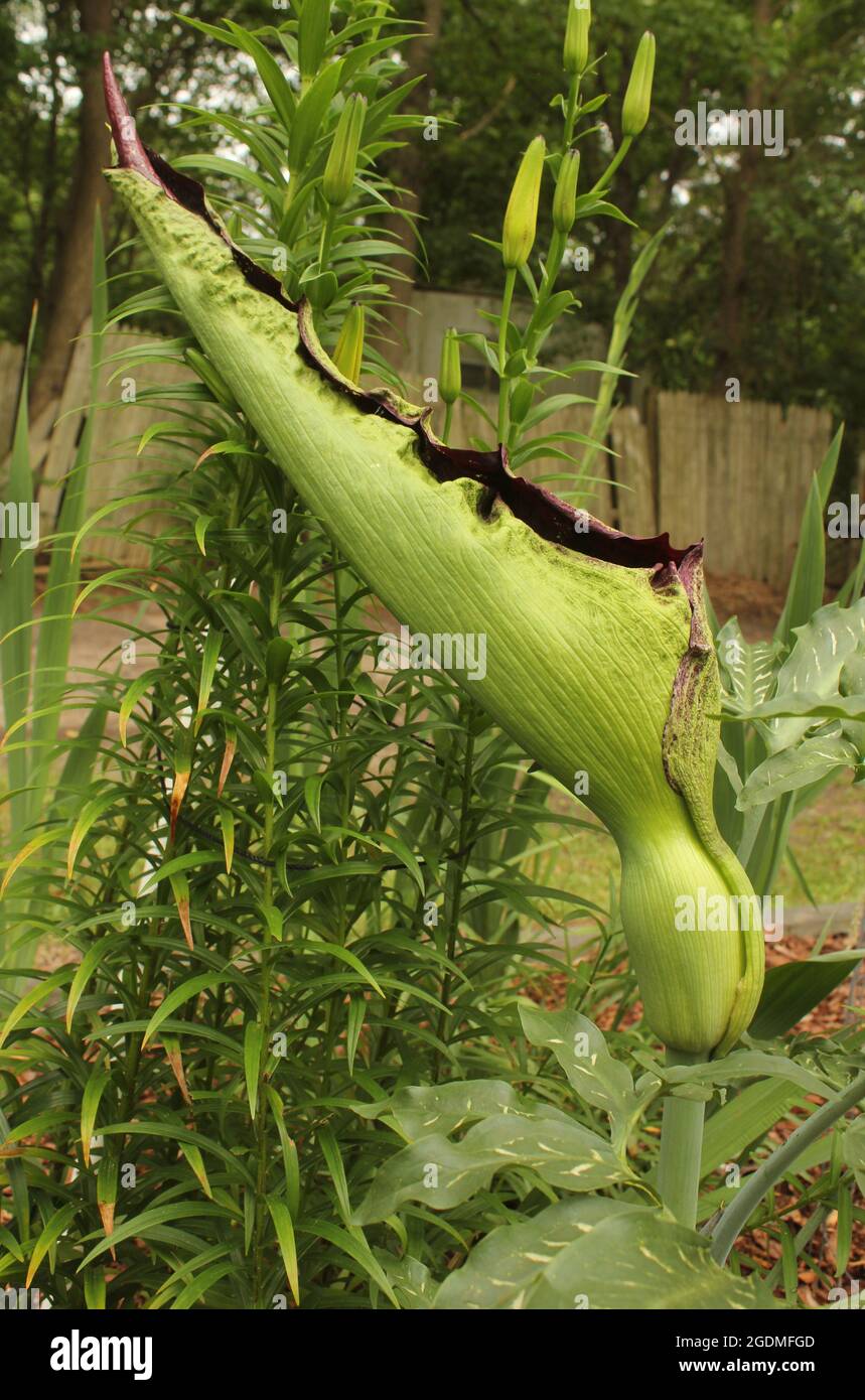 Dragon Ranunculus Dragon Arum - Dracunculus vulgaris or Dragon Lily Stock Photo - Alamy
