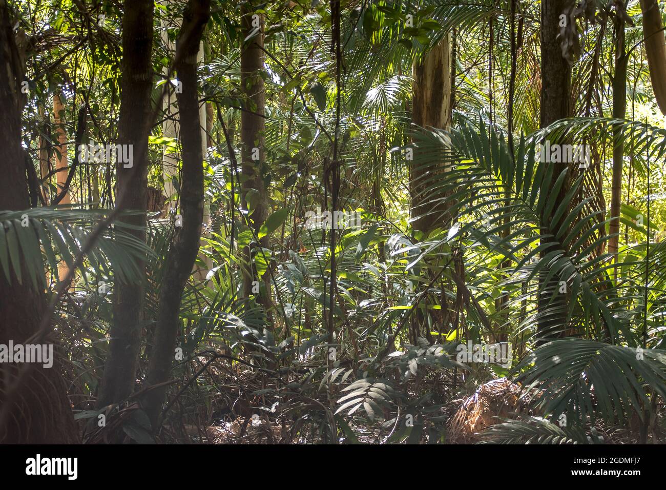 Dense, green understorey of lowland Subtropical rainforest with  gum-tree trunks, palms and gingers. Sunny, winter, Tamborine Mountain, Australia. Stock Photo