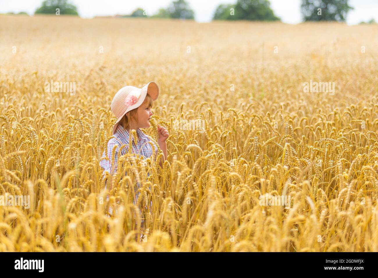 Arley, Worcestershire, UK. 14th Aug, 2021. 2 year old Myla-May Mills enjoys the last few days in her neighbour's wheatfield in Arley, Worcs before harvesting begins. Credit: Peter Lopeman/Alamy Live News Stock Photo