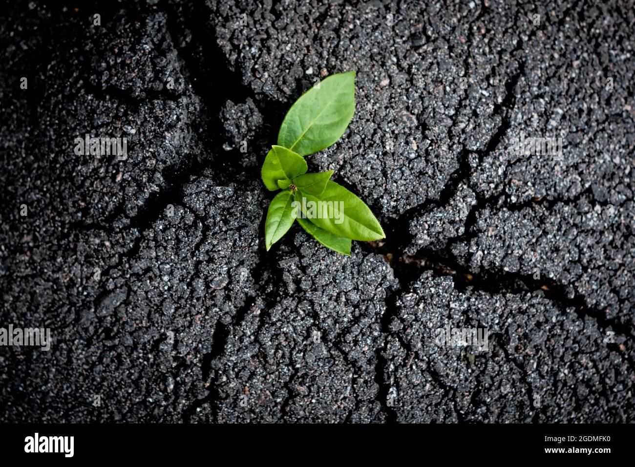 Nature Rebirths Stock Photos - Free & Royalty-Free Stock Photos from  Dreamstime