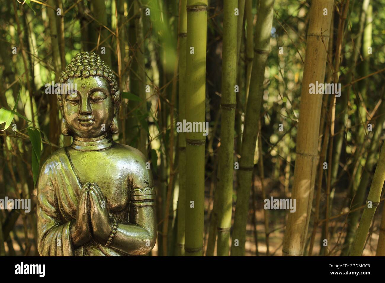Buddha Statue in bamboo forest Stock Photo - Alamy