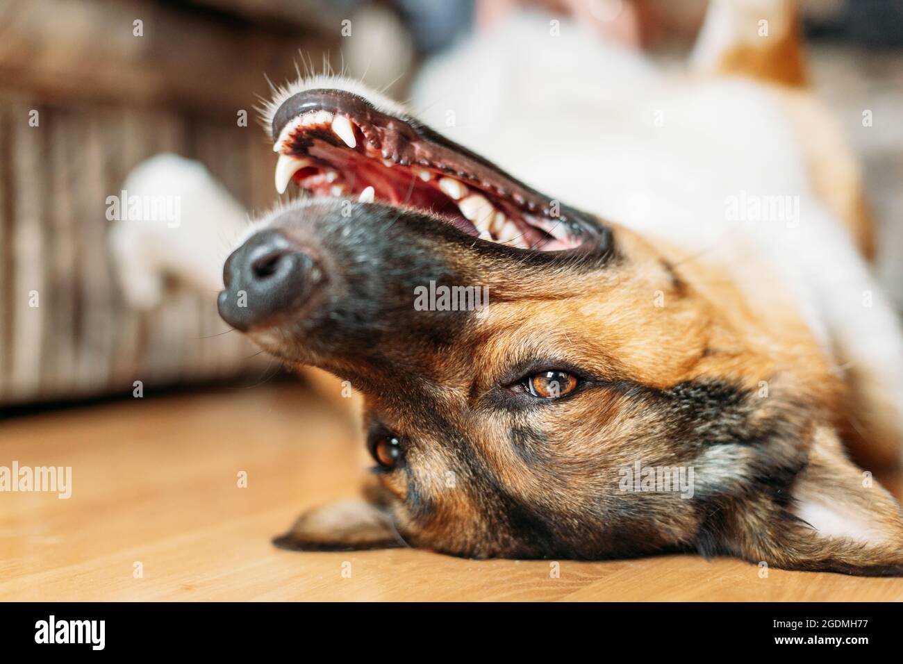 Bored Lazy Dog Is Lying On Floor Of A House. Funny Portrait Of A Pet Stock Photo