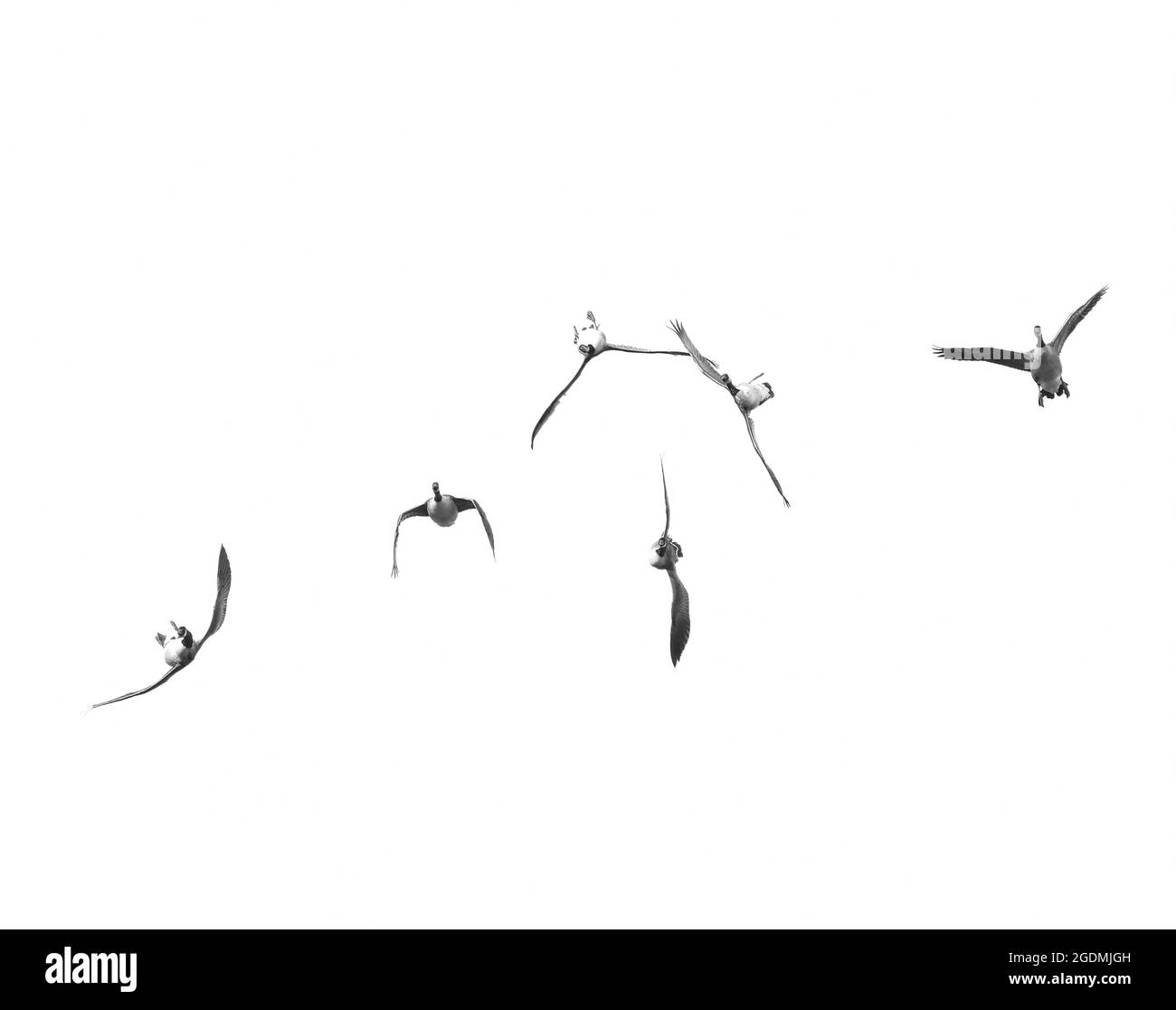 Canada Geese having fun flying upside down, Wales Stock Photo