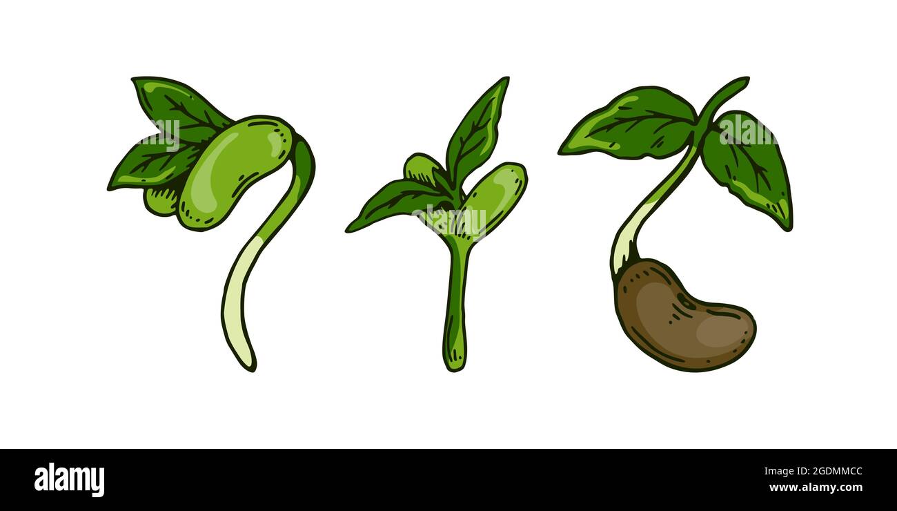 Set of hand drawn bean sprouts. Vector illustration in sketch style
