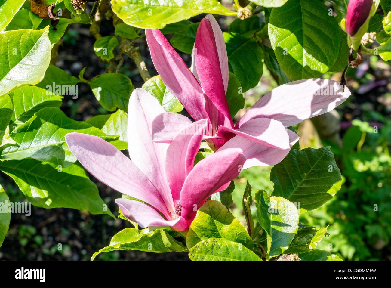 Magnolia Liliiflora 'Nigra' a summer flowering tree shrub plant with purple red summertime flower blossom commonly known as black lily magnolia, stock Stock Photo