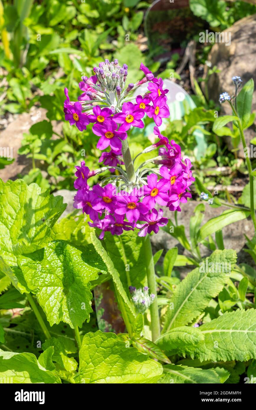 Primula Candelabra a spring summer flowering plant with a purple summertime flower commonly known as candlestick primrose, stock photo image Stock Photo