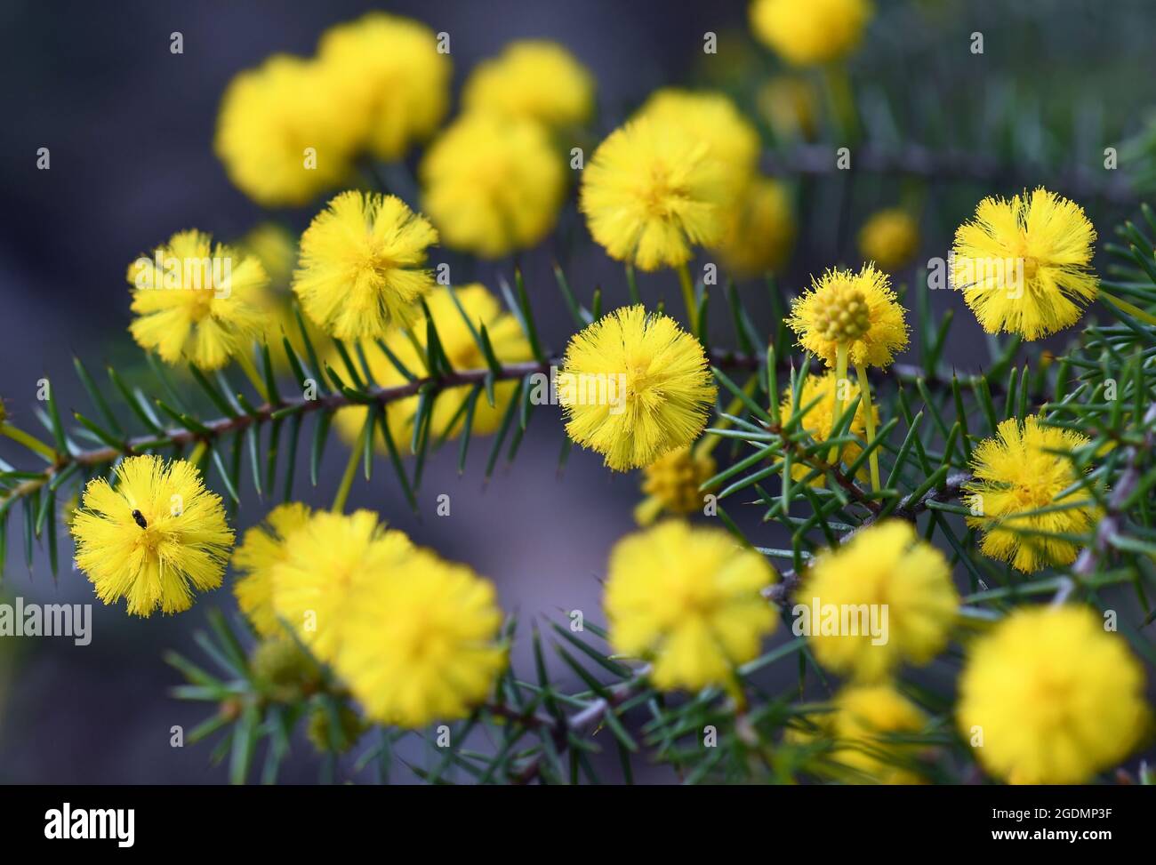 Close up of the yellow globular flowers and prickly leaves of the Australian native Hedgehog Wattle, Acacia echinula, family Fabaceae Stock Photo