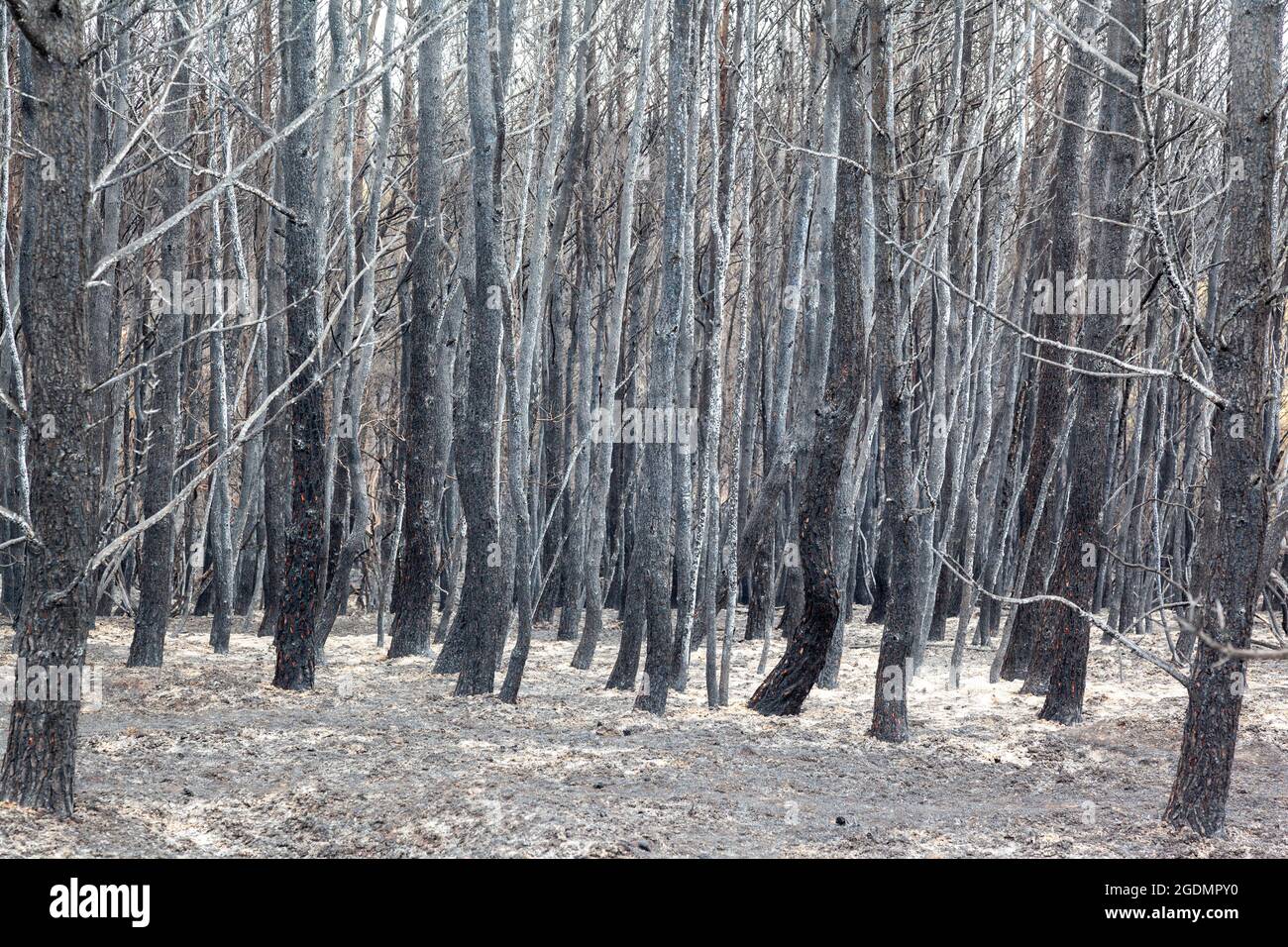 Burned forest in Attica, Greece, after the bushfires at Parnitha Mount ...