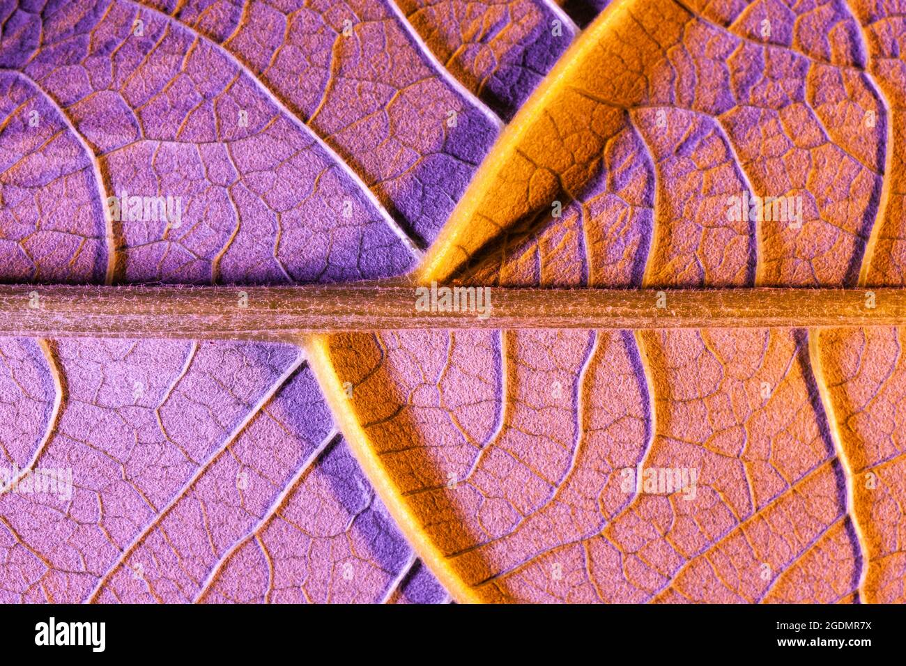 purple leaf close up, use as background or texture Stock Photo Alamy