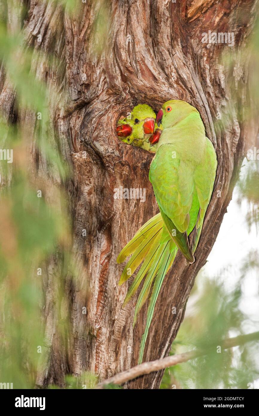 Israel, wild Rose-ringed Parakeet (Psittacula krameri), AKA the Ringnecked Parakeet Chicks are fed in tree hole. The Rose-ringed Parakeet has establis Stock Photo
