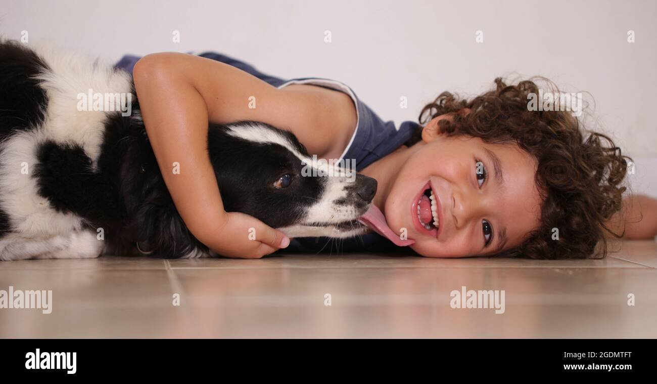 A young boy of 5 plays and hugs his dog while the pet licks the boy. Model release Available Stock Photo