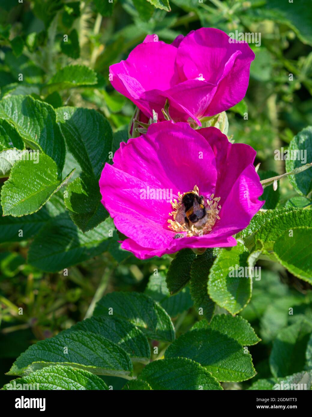 A worker bee collecting nectar from a dog rose, Filey, North Yorkshire, UK Stock Photo
