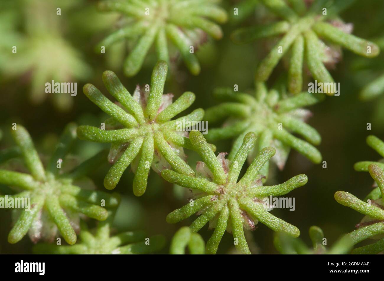 Marchantia polymorpha liverwort, close up shot Stock Photo