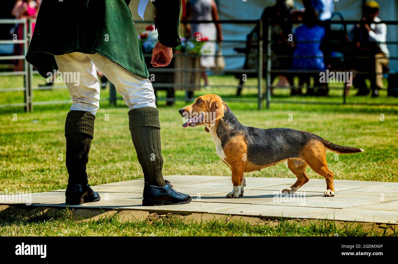 The Festival of Hunting, the largest one-day gathering of hounds, for a hound show, in the country at Peterborough Showground Stock Photo