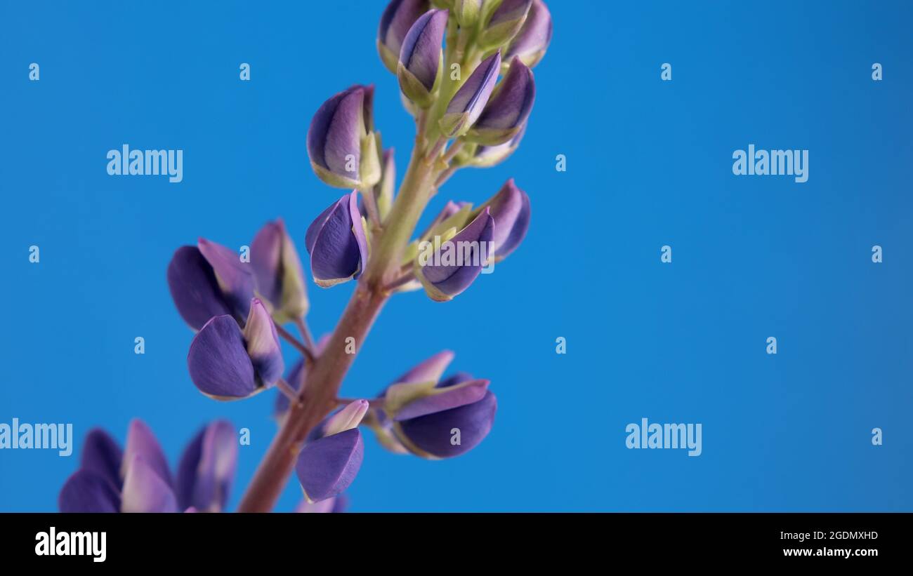 Purple lupine flower isolated on a blue background. Natural meadow wildflower lupinus. Macro shot Stock Photo