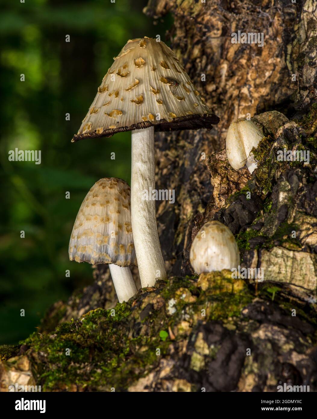 Brown fungi fungus mushrooms mycology brown cap white stem hires stock