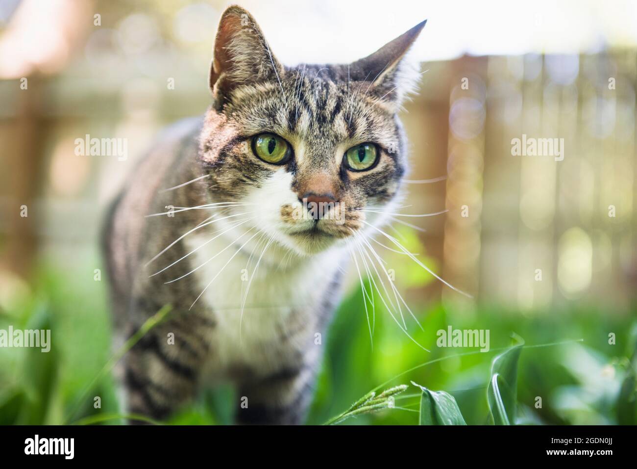 Cat Face Closeup exploring backyard Stock Photo