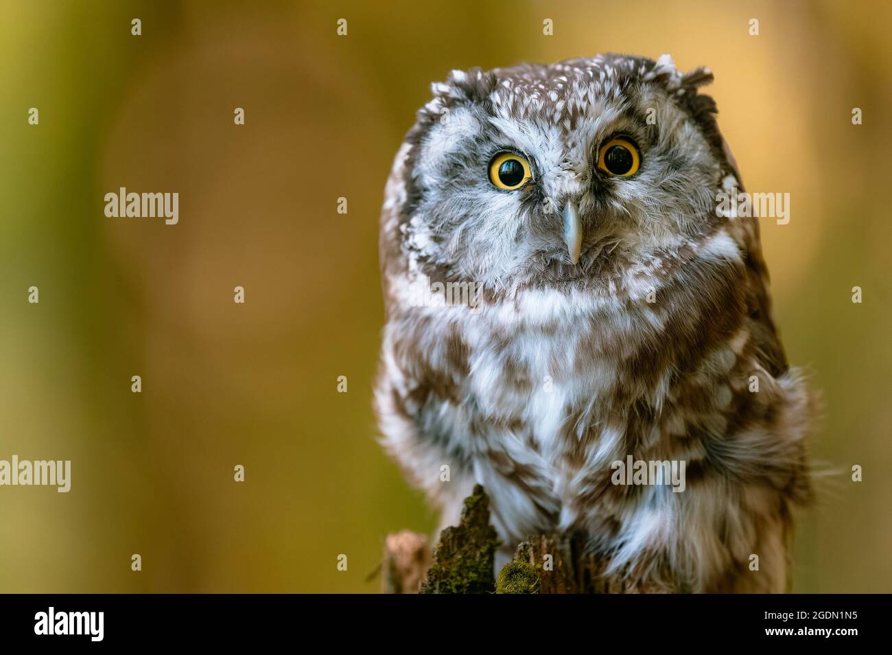 The boreal owl or Tengmalm's owl (Aegolius funereus), a close-up portrait of this bird perched on a perch in the woods. The background is blurred, bea Stock Photo