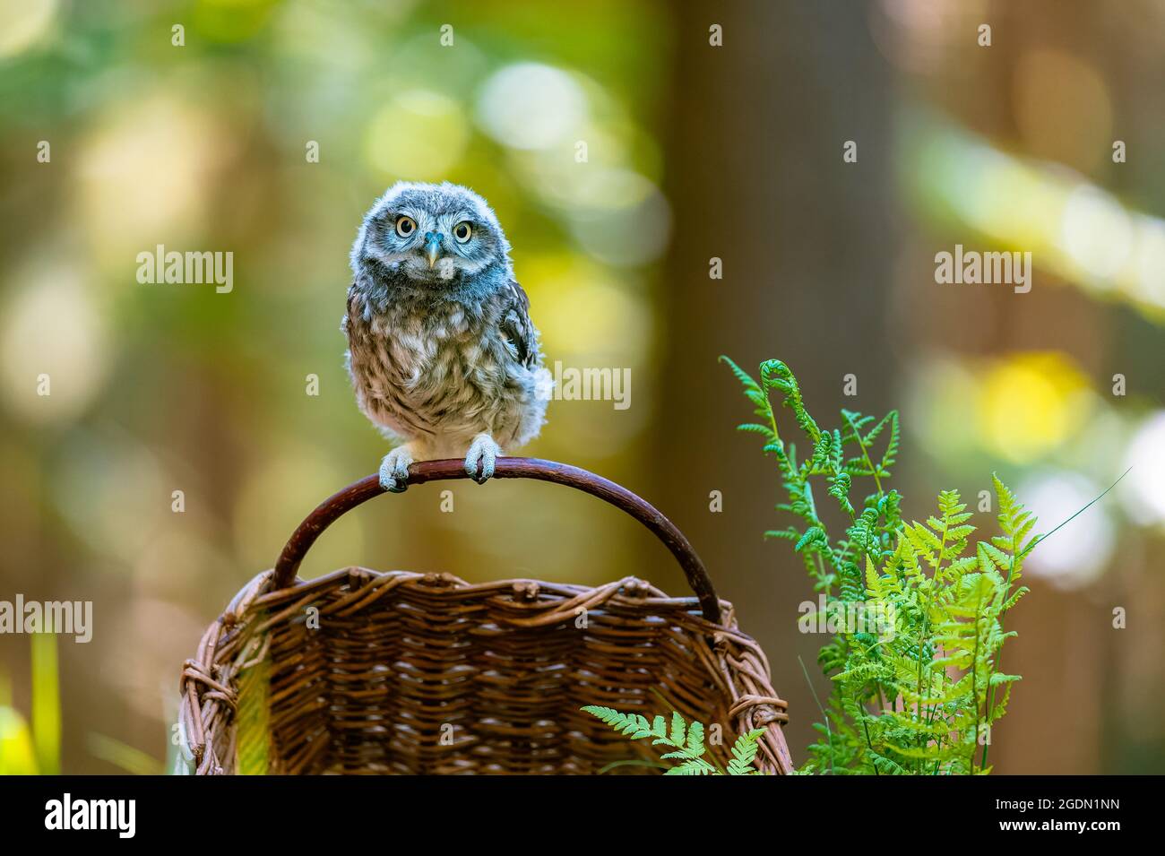 The boreal owl (Aegolius funereus), a portrait of a bird sitting on a wicker basket in the woods. In the background is a beautiful bokeh full of circl Stock Photo