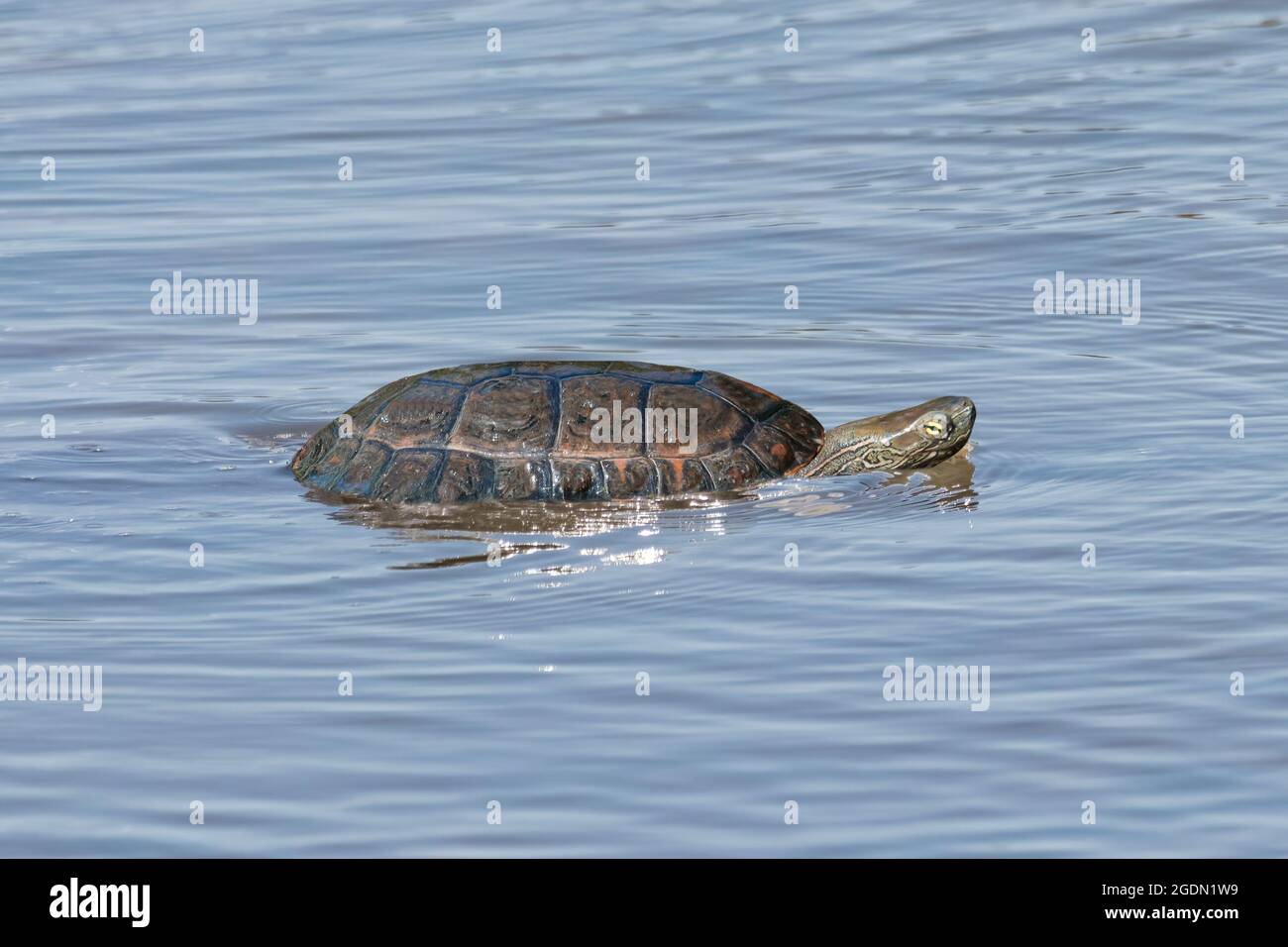The Spanish pond turtle (Mauremys leprosa), also known as the Mediterranean pond turtle or Mediterranean turtle, is a species of turtle in the family Stock Photo