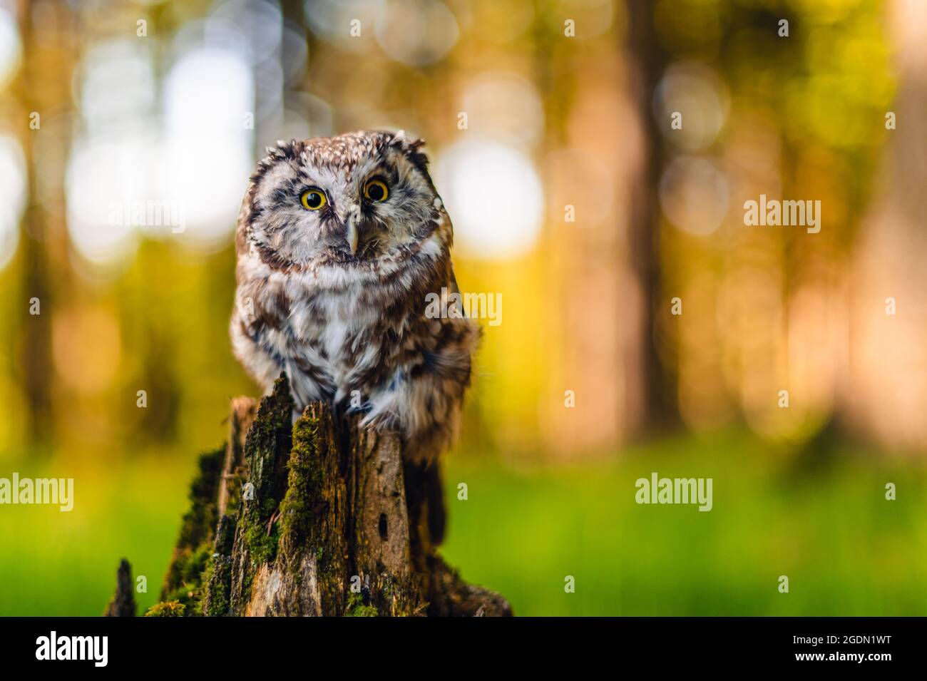 The boreal owl or Tengmalm's owl (Aegolius funereus), portrait of this bird sitting on a tree trunk in the forest. The background is beautifully color Stock Photo