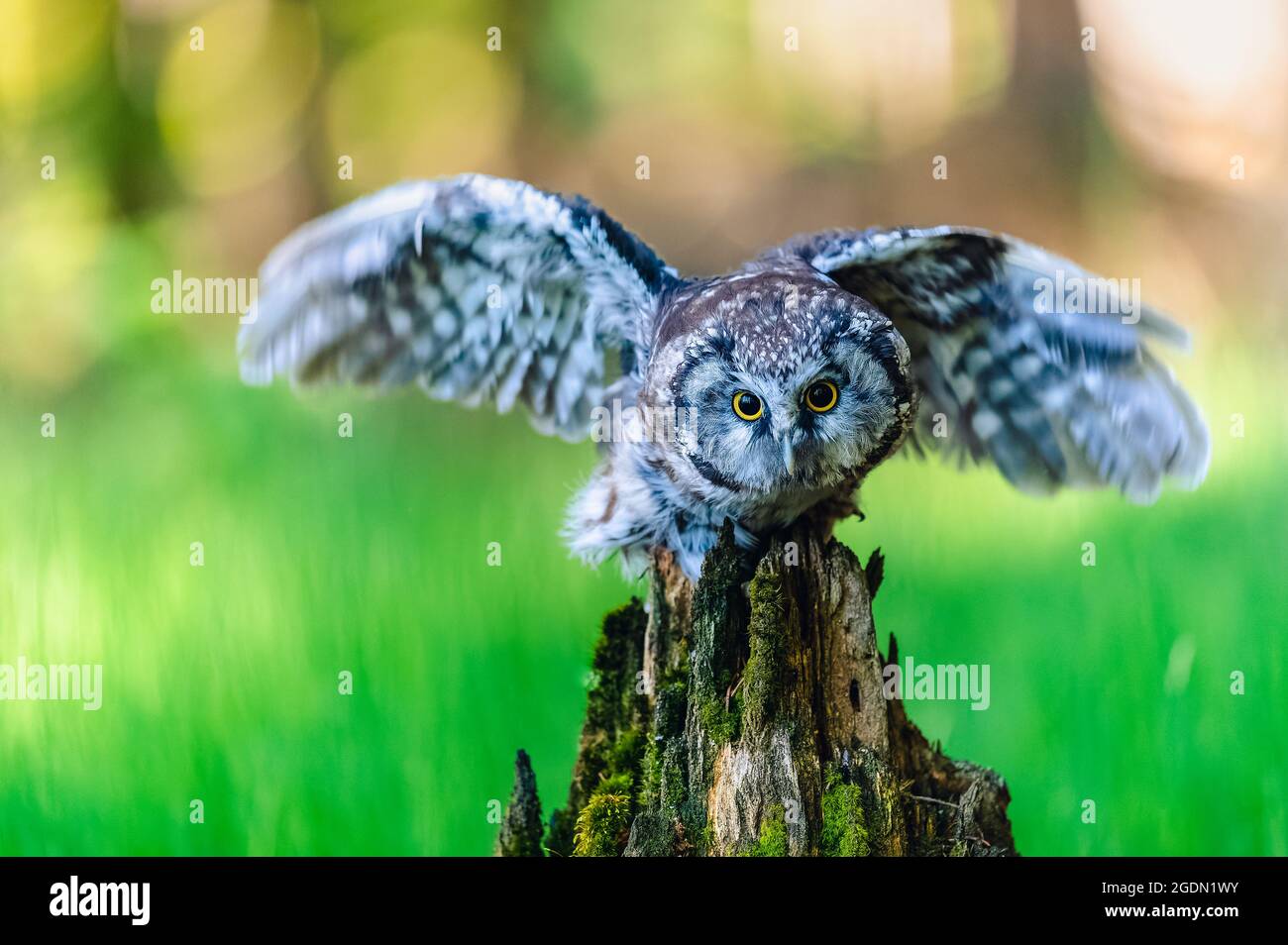 The boreal owl (Aegolius funereus), a portrait of this bird with outstretched wings sitting on a perch in the woods. The background is beautifully col Stock Photo