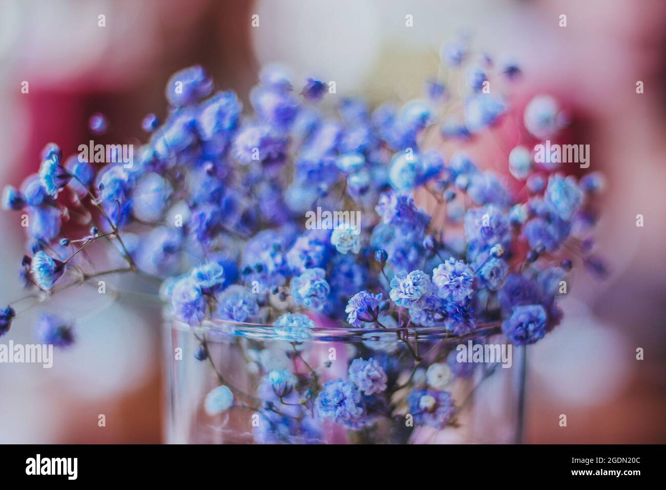 gypsophila flowers in a glass of water Stock Photo Alamy