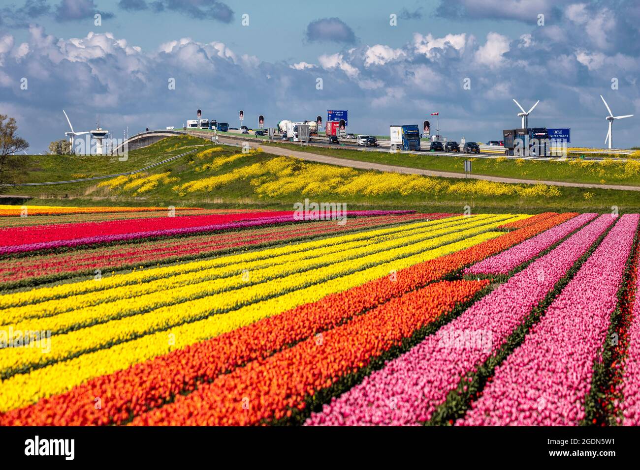 The Netherlands, Nagele, Trucks and cars on highway A6 near Ketekbrug, Ketel Bridge. Flowering tulip fields. Spring, wind turbines. Stock Photo