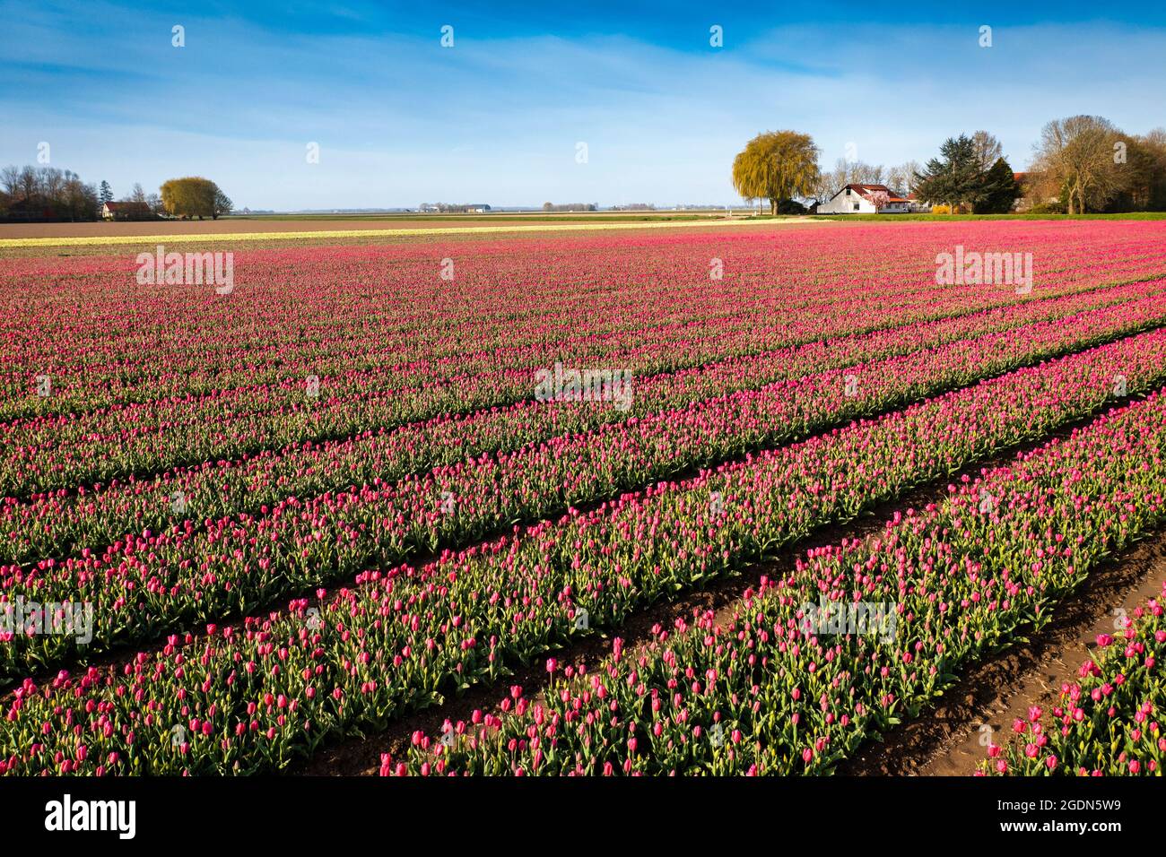 The Netherlands, Nagele, flowering tulip field and farm. Stock Photo