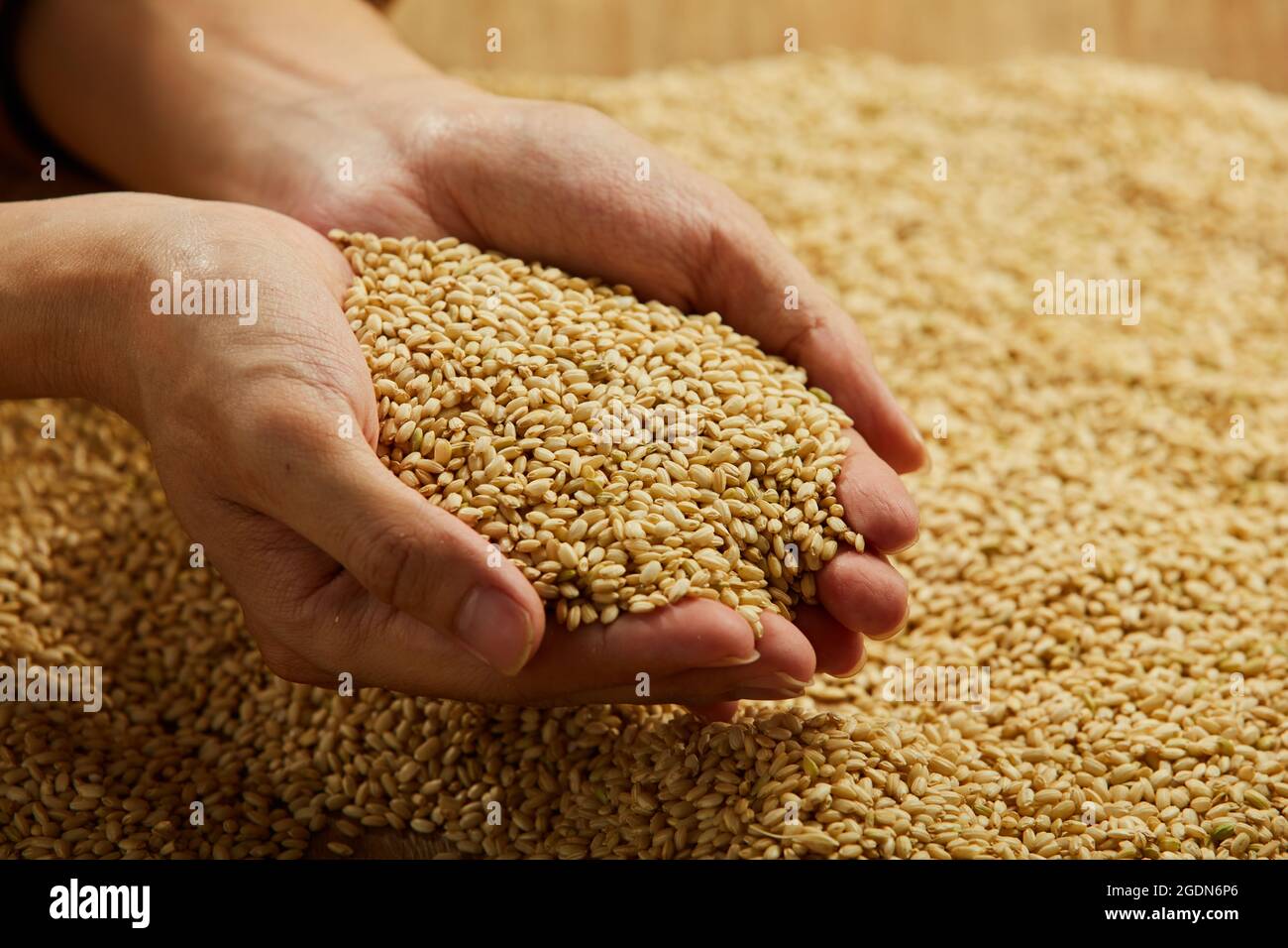 Nuts wheat in the palms. Pour nuts wheat from one palm to another