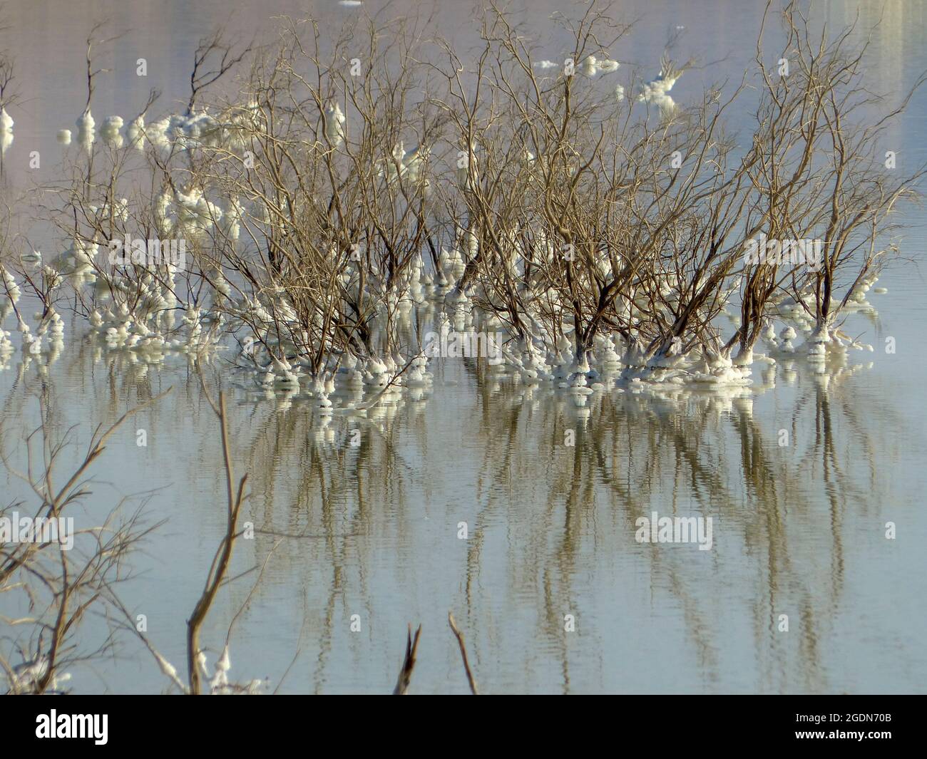 Israel, Dead Sea, salt crystalizing on plants caused by water evaporation Stock Photo