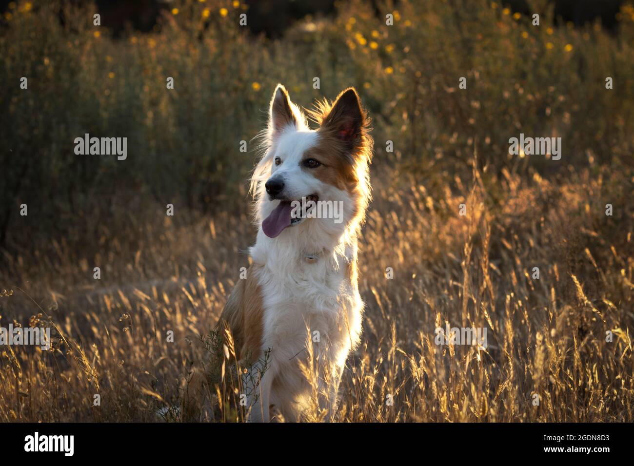 Beautiful Portrait Dog Breed Border Collie On The Brown Ground With His  Stick Stock Photo - Download Image Now - iStock