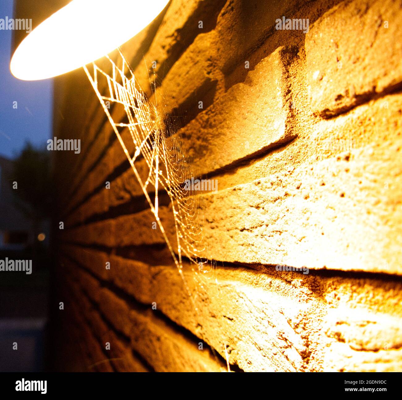 A spider's web between a lamp and a brick wall, illuminated by the lamp Stock Photo