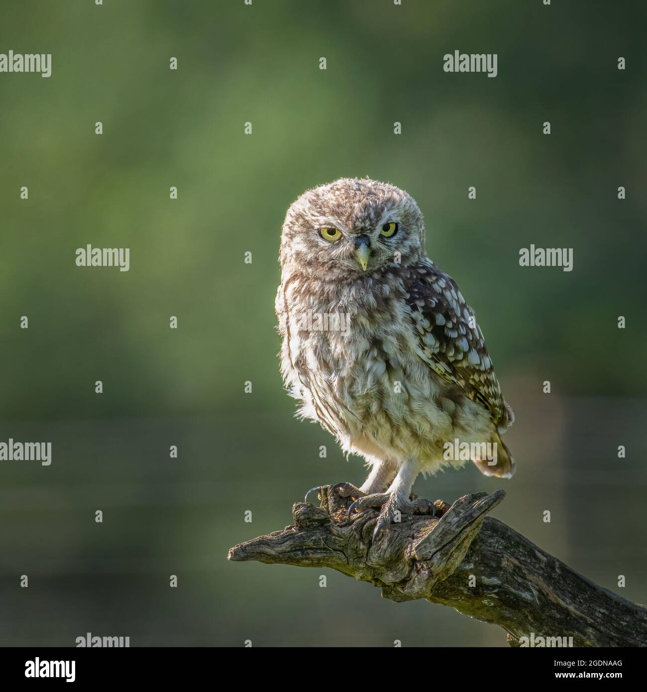 Little Owl Looking at Camera Stock Photo Alamy