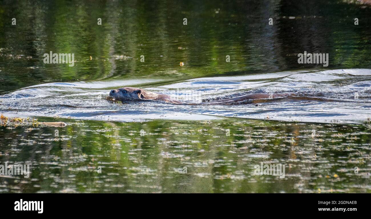 Otter swimming Stock Photo