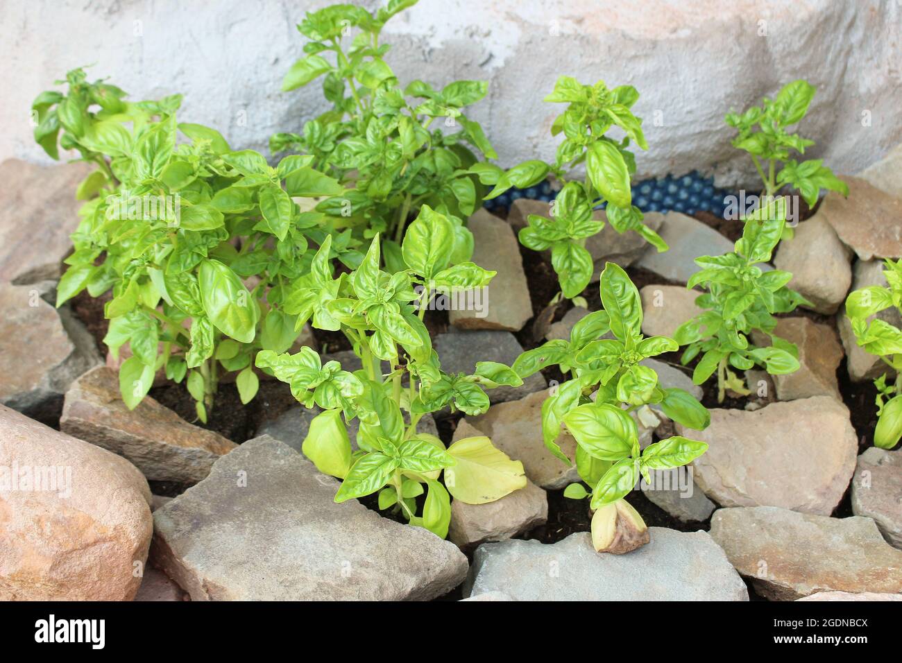 growing-amongst-rocks-high-resolution-stock-photography-and-images-alamy