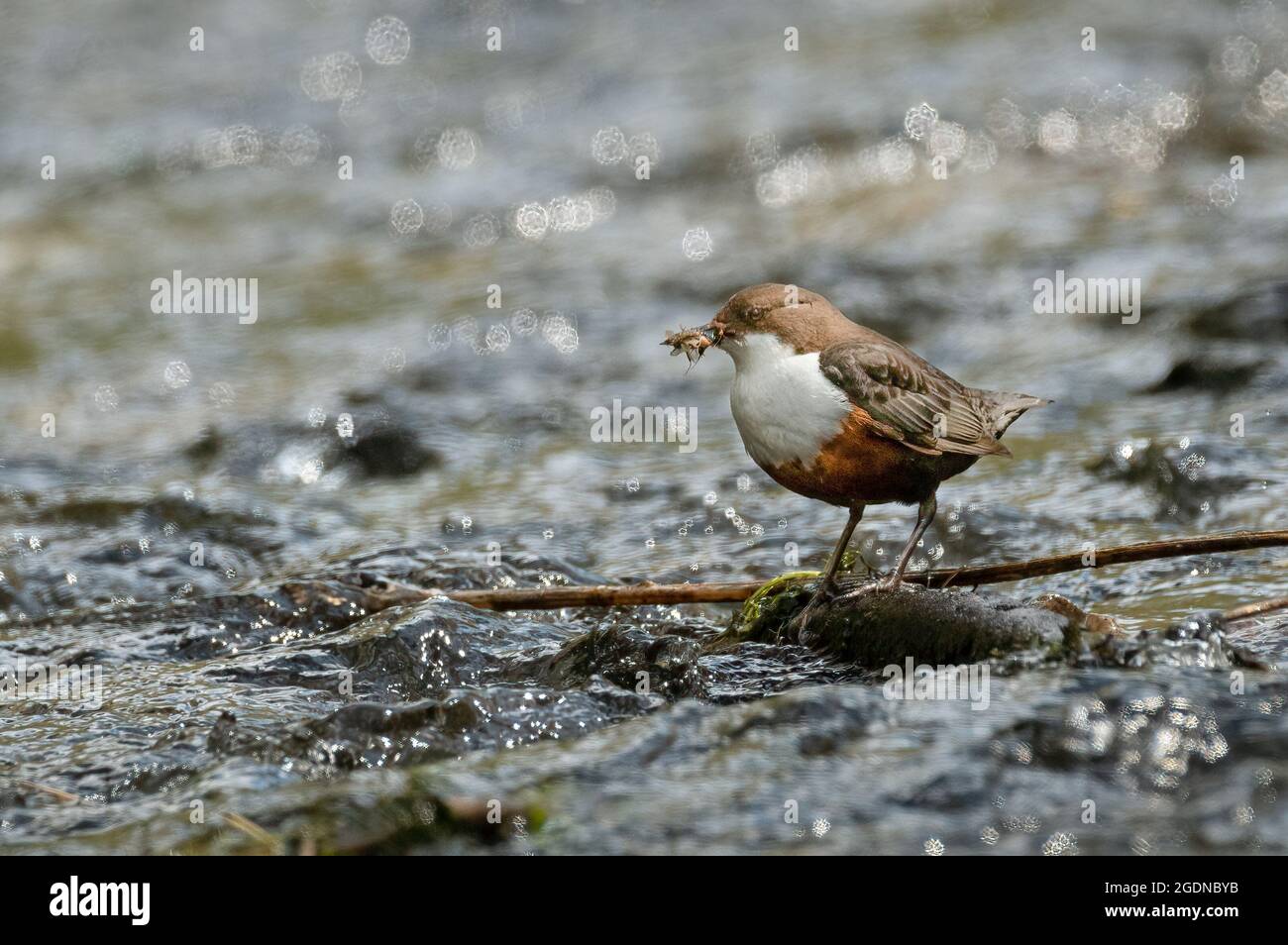 Dipper Catching Insects in River Stock Photo